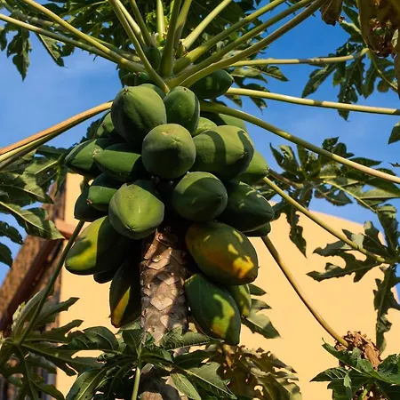 La Atlantida Ingenio