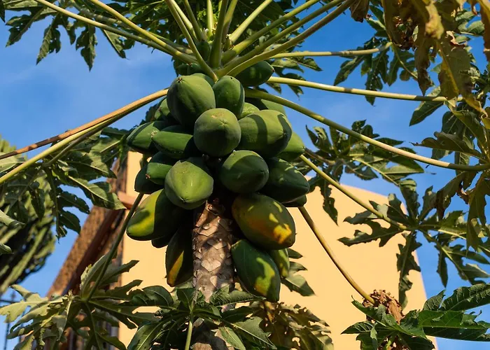 La Atlantida Ingenio